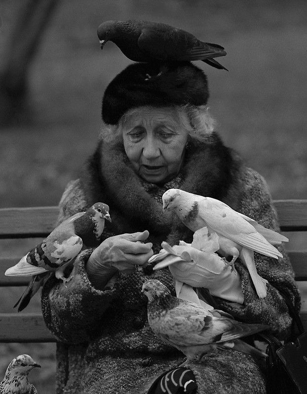 pigeons