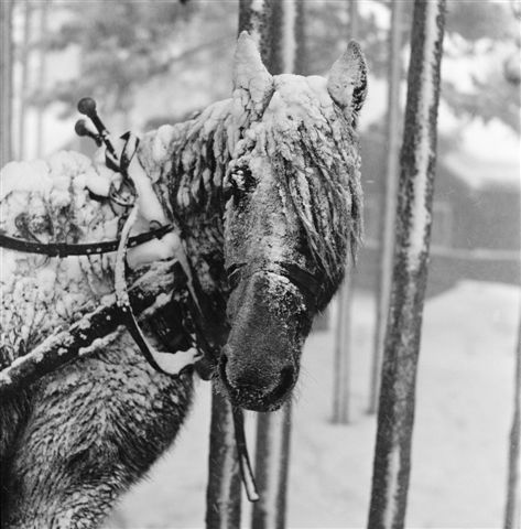 1175095911-bruno-engler-snowy-horse-photograph