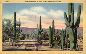 giant-sahuaros-a-road-on-the-desert-in-arizona-cactus-desert-plants-original-vintage-postcard_9166216